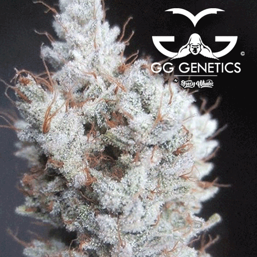 Gorilla Glue #4 S1 Cannabis Seeds - GG4 Strain
